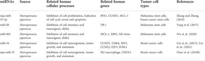 Non-coding RNA-related antitumor mechanisms of marine-derived agents